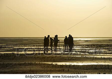 "Mudflat hikers at sunset, Westerhever, Eiderstedt, North Frisia, Schleswig-Holstein, Germany, Europe" View Large Photo Image Stock Photo - "Mudflat hikers at sunset, Westerhever, Eiderstedt, North Frisia, Schleswig-Holstein, Germany, Europe". Fotosearch