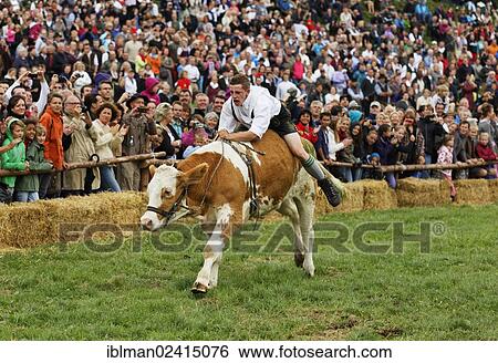 Muensinger Ochsenrennen ox race, Muensing, Funfseenland region, Upper Bavaria, Bavaria, Germany, Europe View Large Photo Image Stock Photograph - Muensinger Ochsenrennen ox race, Muensing, Funfseenland region, Upper Bavaria, Bavaria, Germany, Europe. Fotosearch