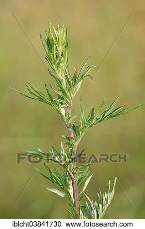 "Mugwort (Artemisia vulgaris), North Rhine-Westphalia, Germany, Europe" View Large Photo Image Stock Image - "Mugwort (Artemisia vulgaris), North Rhine-Westphalia, Germany, Europe". Fotosearch