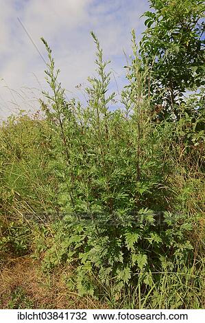 "Mugwort (Artemisia vulgaris), North Rhine-Westphalia, Germany, Europe" View Large Photo Image Stock Image - "Mugwort (Artemisia vulgaris), North Rhine-Westphalia, Germany, Europe". Fotosearch