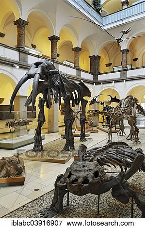 "Muhldorfer Urelefant (Gomphotherium), skeleton, middle, Slow Lizard (Bradysaurus seeleyi), front, Paleontological Museum, Munich, Bavaria, Germany, Europe" View Large Photo Image Stock Photo - "Muhldorfer Urelefant (Gomphotherium), skeleton, middle, Slow Lizard (Bradysaurus seeleyi), front, Paleontological Museum, Munich, Bavaria, Germany, Europe". Fotosearch