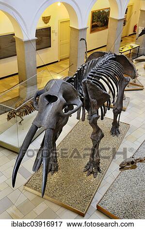 "Muhldorfer Urelefant (Gomphotherium), skeleton, Paleontological Museum, Munich, Bavaria, Germany, Europe" View Large Photo Image Stock Photo - "Muhldorfer Urelefant (Gomphotherium), skeleton, Paleontological Museum, Munich, Bavaria, Germany, Europe". Fotosearch