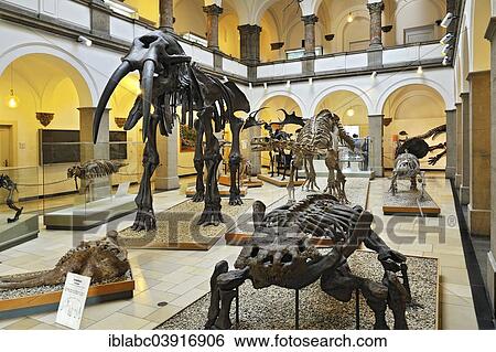 "Muhldorfer Urelefant (Gomphotherium), skeleton, middle, Slow Lizard (Bradysaurus seeleyi), front, Paleontological Museum, Munich, Bavaria, Germany, Europe" View Large Photo Image Stock Photograph - "Muhldorfer Urelefant (Gomphotherium), skeleton, middle, Slow Lizard (Bradysaurus seeleyi), front, Paleontological Museum, Munich, Bavaria, Germany, Europe". Fotosearch