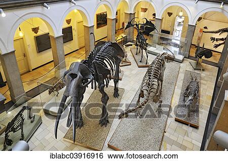 "Muhldorfer Urelefant (Gomphotherium), skeleton, Paleontological Museum, Munich, Bavaria, Germany, Europe" View Large Photo Image Stock Photograph - "Muhldorfer Urelefant (Gomphotherium), skeleton, Paleontological Museum, Munich, Bavaria, Germany, Europe". Fotosearch