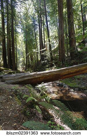 "Muir Woods National Monument, California, USA" View Large Photo Image Stock Image - "Muir Woods National Monument, California, USA". Fotosearch