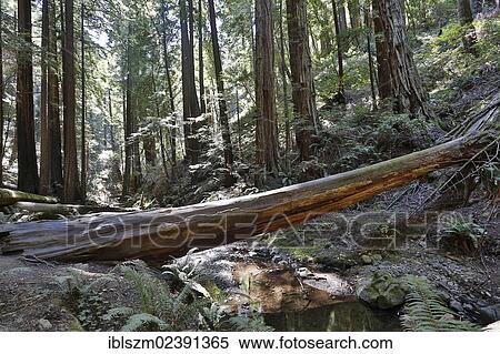 "Muir Woods National Monument, California, USA" View Large Photo Image Stock Photography - "Muir Woods National Monument, California, USA". Fotosearch