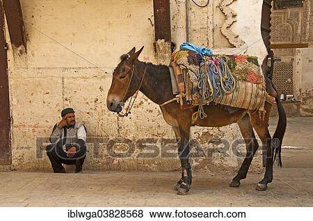 Stock Photo - "Mule a day labourer, historic Medina, Fes or Fez, Morocco, Africa". Fotosearch