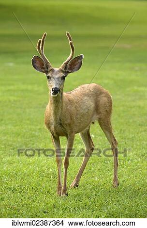 Picture - "Mule Deer or Black-tailed Deer (Odocoileus hemionus), buck, Capitol Reef National Park, Utah, Southwest, United States of America, USA". Fotosearch