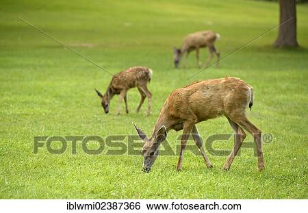 "Mule Deer or Black-tailed Deer (Odocoileus hemionus), with fawn, Capitol Reef National Park, Utah, Southwest, United States of America, USA" View Large Photo Image Stock Photograph - "Mule Deer or Black-tailed Deer (Odocoileus hemionus), with fawn, Capitol Reef National Park, Utah, Southwest, United States of America, USA". Fotosearch