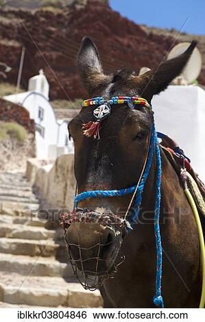 Stock Photograph - "Mule, donkey taxi, Oia, Santorini, Cyclades, Greece, Europe". Fotosearch
