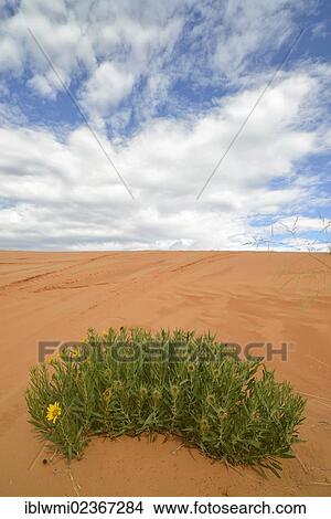 "Mule Ear Daisy (Wyethia amplexicaulis), Coral Pink Sand Dunes State Park, Utah, Southwest, United States of America, USA" View Large Photo Image Picture - "Mule Ear Daisy (Wyethia amplexicaulis), Coral Pink Sand Dunes State Park, Utah, Southwest, United States of America, USA". Fotosearch