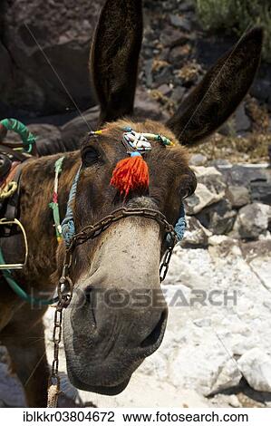 Stock Image - "Mule, Thira, Santorini, Cyclades, Greece, Europe". Fotosearch