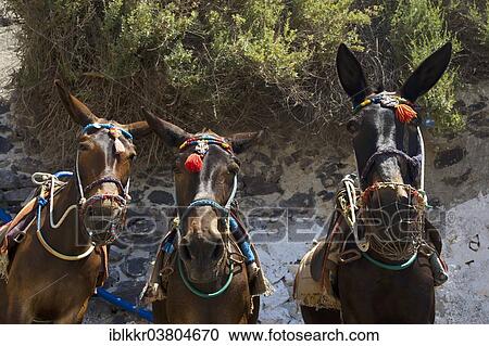 "Mules, Thira, Santorini, Cyclades, Greece, Europe" View Large Photo Image Stock Image - "Mules, Thira, Santorini, Cyclades, Greece, Europe". Fotosearch