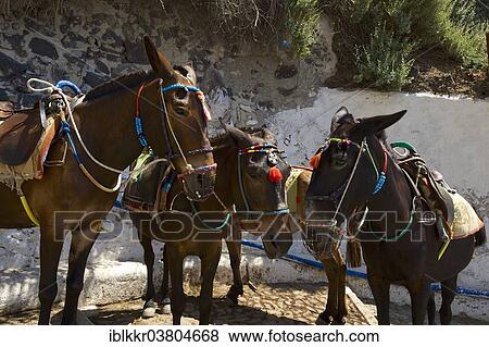 "Mules, Thira, Santorini, Cyclades, Greece, Europe" View Large Photo Image Stock Photo - "Mules, Thira, Santorini, Cyclades, Greece, Europe". Fotosearch