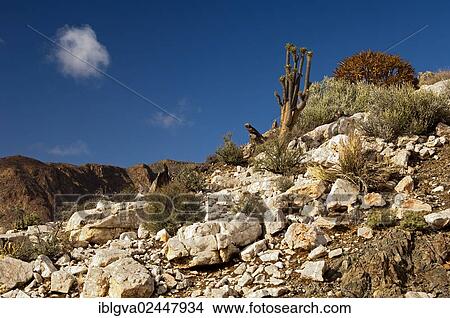 "Multi-armed Club Foot, Elephant's Trunk or Halfmens (Pachypodium namaquanum) in its natural habitat in a quartz field, Richtersveld National Park, South Africa, Africa" View Large Photo Image Picture - "Multi-armed Club Foot, Elephant's Trunk or Halfmens (Pachypodium namaquanum) in its natural habitat in a quartz field, Richtersveld National Park, South Africa, Africa". Fotosearch