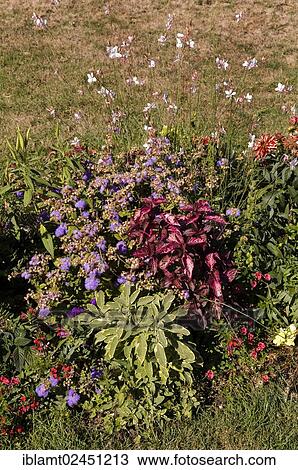 "Multi-coloured flowers in the garden of a Baroque palace, Ludwigsburg Palace, Ludwigsburg, Baden-Wuerttemberg, Germany, Europe" View Large Photo Image Stock Image - "Multi-coloured flowers in the garden of a Baroque palace, Ludwigsburg Palace, Ludwigsburg, Baden-Wuerttemberg, Germany, Europe". Fotosearch