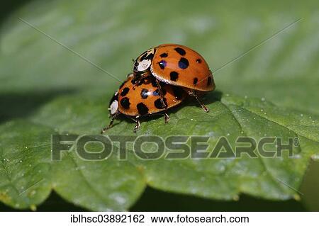 "Multicolored Asian Lady Beetles (Harmonia axyridis), mating, Tyrol, Austria, Europe" View Large Photo Image Stock Image - "Multicolored Asian Lady Beetles (Harmonia axyridis), mating, Tyrol, Austria, Europe". Fotosearch