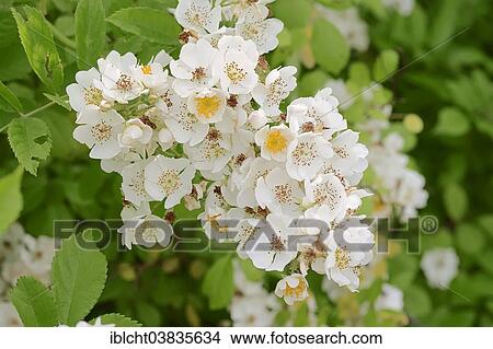 "Multiflora Rose (Rosa multiflora, Rosa polyantha), flowers, North Rhine-Westphalia, Germany, Europe" View Large Photo Image Picture - "Multiflora Rose (Rosa multiflora, Rosa polyantha), flowers, North Rhine-Westphalia, Germany, Europe". Fotosearch