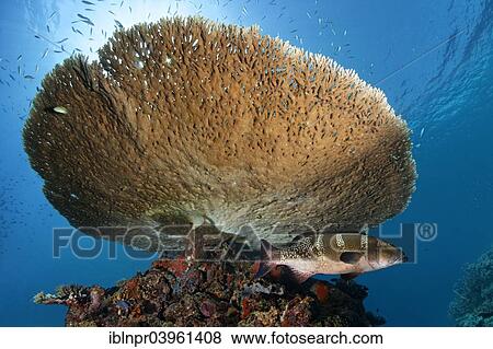 Stock Photo - "Multispotted Grouper or Gabriella's Grouper (Epinephelus gabriellae), lurking under an Brush Coral (Acropora hyacinthus), Indian Ocean, Embudu, South Male Atoll, Maldives, Asia". Fotosearch