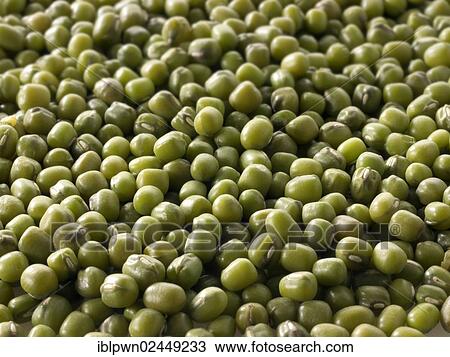 Mung beans View Large Photo Image Stock Image - Mung beans. Fotosearch