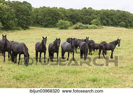 Stock Image - "Murgese, Italian horse breed, a Baroque horse breed, Martina Franca, Valle d'Itria, Apulia, Italy, Europe". Fotosearch