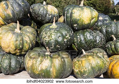 "Muscat de Provence, nutmeg pumpkins, Butternut squashes (Cucurbita moschata)" View Large Photo Image Stock Image - "Muscat de Provence, nutmeg pumpkins, Butternut squashes (Cucurbita moschata)". Fotosearch