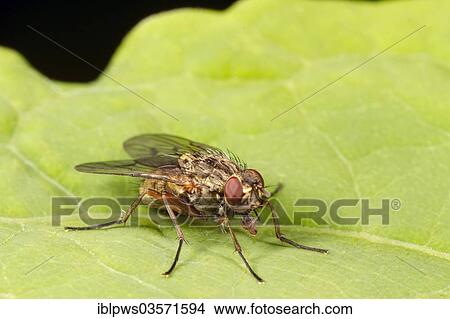 "Muscid fly (Helina sp. ), perched on a leaf, Bridgend, Wales, United Kingdom, Europe" View Large Photo Image Picture - "Muscid fly (Helina sp. ), perched on a leaf, Bridgend, Wales, United Kingdom, Europe". Fotosearch