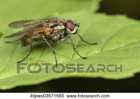 Stock Image - "Muscid fly (Helina sp. ), perched on a leaf, Bridgend, Wales, United Kingdom, Europe". Fotosearch