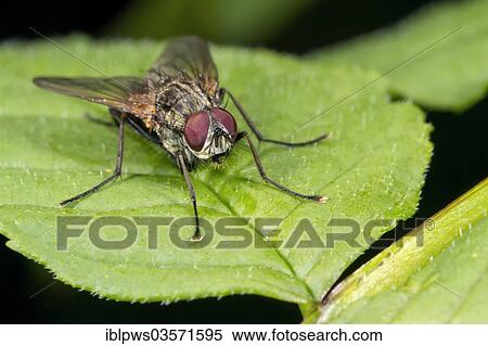 Stock Photography - "Muscid fly (Helina sp. ), perched on a leaf, Bridgend, Wales, United Kingdom, Europe". Fotosearch