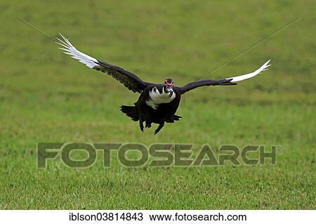 "Muscovy Duck (Cairina moschata), adult, flying, Florida, USA" View Large Photo Image Stock Image - "Muscovy Duck (Cairina moschata), adult, flying, Florida, USA". Fotosearch