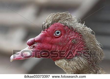 "Muscovy Duck (Cairina moschata), portrait, Knittkuhl, Dusseldorf, Rhineland, North Rhine-Westphalia, Germany, Europe" View Large Photo Image Stock Photo - "Muscovy Duck (Cairina moschata), portrait, Knittkuhl, Dusseldorf, Rhineland, North Rhine-Westphalia, Germany, Europe". Fotosearch