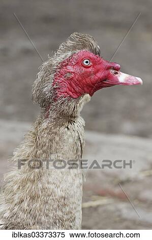 "Muscovy Duck (Cairina moschata), Knittkuhl, Dusseldorf, Rhineland, North Rhine-Westphalia, Germany, Europe" View Large Photo Image Stock Photography - "Muscovy Duck (Cairina moschata), Knittkuhl, Dusseldorf, Rhineland, North Rhine-Westphalia, Germany, Europe". Fotosearch