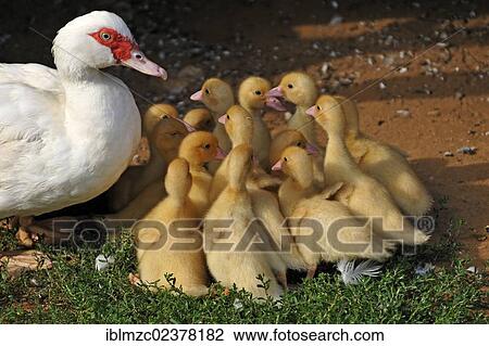 "Muscovy duck (Cairina moschata) with its chicks on a farm, Eckental, Middle Franconia, Bavaria, Germany, Europe" View Large Photo Image Stock Image - "Muscovy duck (Cairina moschata) with its chicks on a farm, Eckental, Middle Franconia, Bavaria, Germany, Europe". Fotosearch