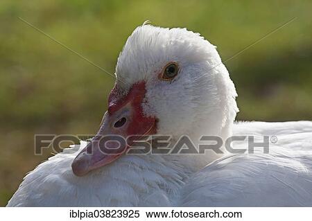 "Muscovy Duck (Cairina moschata), young drake" View Large Photo Image Stock Photography - "Muscovy Duck (Cairina moschata), young drake". Fotosearch