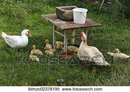 "Muscovy ducks (Cairina moschata) and chicks standing at a feeding dish on a farm, Eckental, Middle Franconia, Bavaria, Germany, Europe" View Large Photo Image Stock Photography - "Muscovy ducks (Cairina moschata) and chicks standing at a feeding dish on a farm, Eckental, Middle Franconia, Bavaria, Germany, Europe". Fotosearch