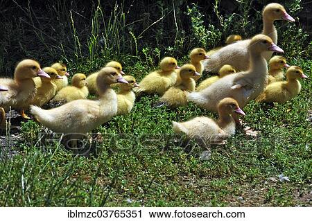 "Muscovy ducks (muscovy moschata), chicks, Middle Franconia, Bavaria, Germany, Europe" View Large Photo Image Stock Image - "Muscovy ducks (muscovy moschata), chicks, Middle Franconia, Bavaria, Germany, Europe". Fotosearch