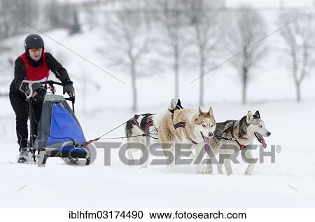 "Musher running, steering a dog sled, dog sled team, Harz, Clausthal-Zellerfeld, Lower Saxony, Germany, Europe" View Large Photo Image Stock Image - "Musher running, steering a dog sled, dog sled team, Harz, Clausthal-Zellerfeld, Lower Saxony, Germany, Europe". Fotosearch