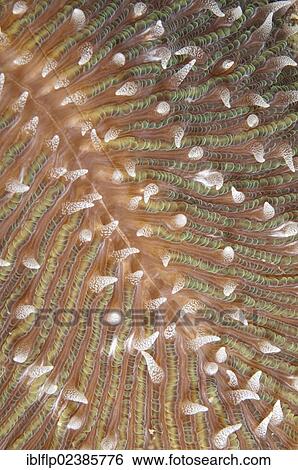 "Mushroom Coral (Fungia scutaria), detail, Yillet Lagoon, near Boo Island, Raja Ampat Islands, Four Kings, West Papua, New Guinea, Indonesia, Southeast Asia, Asia" View Large Photo Image Stock Photograph - "Mushroom Coral (Fungia scutaria), detail, Yillet Lagoon, near Boo Island, Raja Ampat Islands, Four Kings, West Papua, New Guinea, Indonesia, Southeast Asia, Asia". Fotosearch