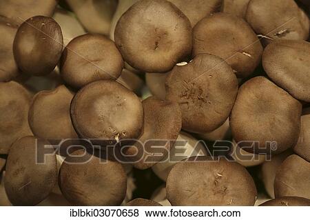 "Mushrooms at a stand at Fruit Logistica, Berlin, Germany, Europe" View Large Photo Image Stock Photo - "Mushrooms at a stand at Fruit Logistica, Berlin, Germany, Europe". Fotosearch