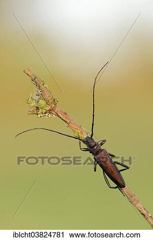 "Musk Beetle (Aromia moschata), male, North Rhine-Westphalia, Germany, Europe" View Large Photo Image Stock Image - "Musk Beetle (Aromia moschata), male, North Rhine-Westphalia, Germany, Europe". Fotosearch
