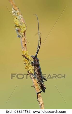 Stock Image - "Musk Beetle (Aromia moschata), male, North Rhine-Westphalia, Germany, Europe". Fotosearch