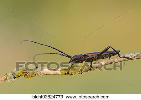 "Musk Beetle (Aromia moschata), male, North Rhine-Westphalia, Germany, Europe" View Large Photo Image Stock Photo - "Musk Beetle (Aromia moschata), male, North Rhine-Westphalia, Germany, Europe". Fotosearch