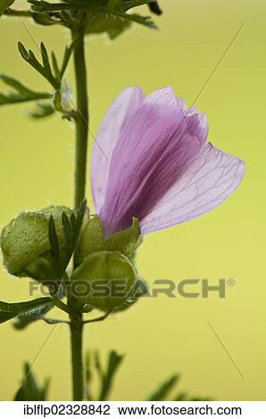 "Musk Mallow (Malva moschata), close-up of opening flower, North Downs, Kent, England, United Kingdom, Europe" View Large Photo Image Stock Image - "Musk Mallow (Malva moschata), close-up of opening flower, North Downs, Kent, England, United Kingdom, Europe". Fotosearch