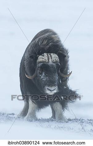 "Musk Ox or Muskox (Ovibos moschatus), Dovrefjell–Sunndalsfjella National Park, Norway, Europe" View Large Photo Image Picture - "Musk Ox or Muskox (Ovibos moschatus), Dovrefjell–Sunndalsfjella National Park, Norway, Europe". Fotosearch