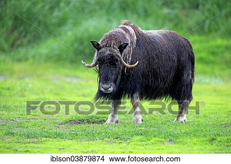 "Musk Ox or Muskox (Ovibos moschatus), adult, Alaska Wildlife Conservation Center, Anchorage, Alaska, United States, North America" View Large Photo Image Picture - "Musk Ox or Muskox (Ovibos moschatus), adult, Alaska Wildlife Conservation Center, Anchorage, Alaska, United States, North America". Fotosearch
