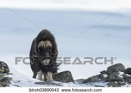 "Musk Ox or Muskox (Ovibos moschatus), Dovrefjell–Sunndalsfjella National Park, Norway, Europe" View Large Photo Image Stock Image - "Musk Ox or Muskox (Ovibos moschatus), Dovrefjell–Sunndalsfjella National Park, Norway, Europe". Fotosearch