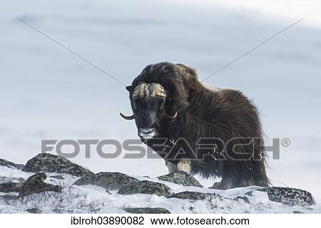 "Musk Ox or Muskox (Ovibos moschatus), Dovrefjell–Sunndalsfjella National Park, Norway, Europe" View Large Photo Image Stock Image - "Musk Ox or Muskox (Ovibos moschatus), Dovrefjell–Sunndalsfjella National Park, Norway, Europe". Fotosearch