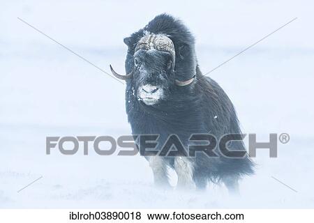 "Musk Ox or Muskox (Ovibos moschatus), Dovrefjell–Sunndalsfjella National Park, Norway, Europe" View Large Photo Image Stock Photo - "Musk Ox or Muskox (Ovibos moschatus), Dovrefjell–Sunndalsfjella National Park, Norway, Europe". Fotosearch