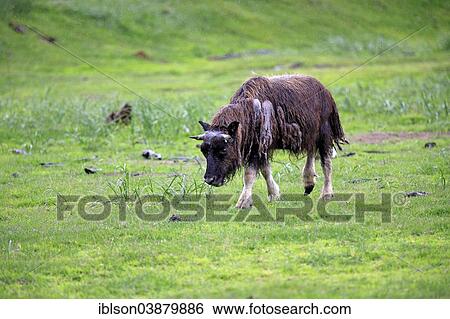 "Musk Ox or Muskox (Ovibos moschatus), young, Alaska Wildlife Conservation Center, Anchorage, Alaska, United States, North America" View Large Photo Image Stock Photograph - "Musk Ox or Muskox (Ovibos moschatus), young, Alaska Wildlife Conservation Center, Anchorage, Alaska, United States, North America". Fotosearch
