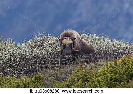 "Muskox or Musk Ox (Ovibos moschatus), ‪Dovrefjell-Sunndalsfjella-Nationalpark, Norway, Europe" View Large Photo Image Stock Image - "Muskox or Musk Ox (Ovibos moschatus), ‪Dovrefjell-Sunndalsfjella-Nationalpark, Norway, Europe". Fotosearch